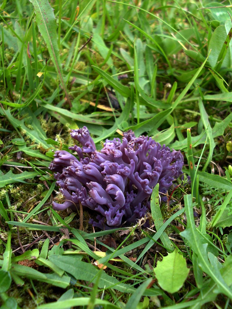 Violett fingersvamp Clavaria zollingeri