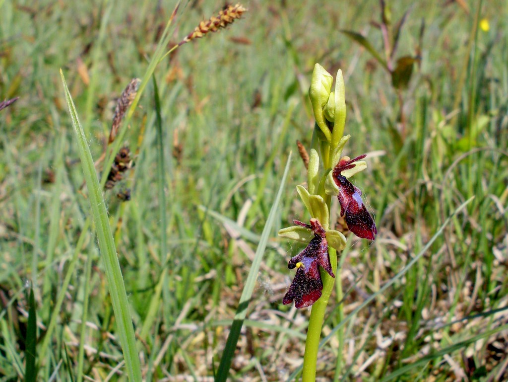 Flugblomster Ophrys insectifera