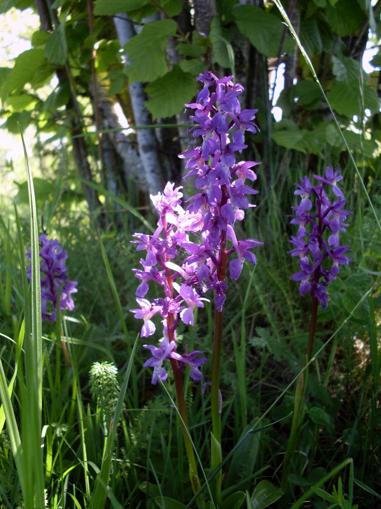 Sankt Pers nycklar Orchis mascula